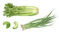 Set of frech celery with green onion watercolor illustration isolated on whitre background Royalty Free Stock Photo