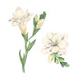 Set Freesia. Flowers.