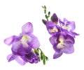 Set with Freesia flowers