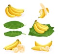 Set of fresh banana bunches, single, peel, cut slice and leaves Royalty Free Stock Photo