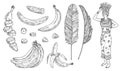 Set with banana. Whole, half, pieces peeled and unpeeled fruits. Vintage vector engraving Royalty Free Stock Photo