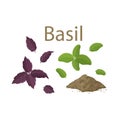 Set of fresh basil leaves and dried spice on white background. Cartoon hand drawn flat illustration for food, cooking. Isolated Royalty Free Stock Photo