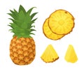 Set of fresh brown pineapple cartoon style. Vector illustration of fruits whole and cut into slices and halves on white Royalty Free Stock Photo