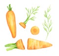 Set of fresh carrot fruits with green leaves. Watercolor illustration Royalty Free Stock Photo