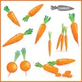 Set of fresh carrot vegetable with carrot tops in various cuts and styles in vector illustration