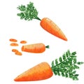 Set of fresh carrots vegetable in cookery. Watercolor gouache hand drawn illustration of sliced carrot in realistic