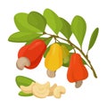 Set of fresh cashews in cartoon style. Vector illustration of nuts large and small sizes, on crowns with leaves white