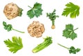 Set of fresh celeriac and celery vegetable cut out Royalty Free Stock Photo