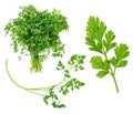 Set from fresh Chervil French parsley herbs cutout Royalty Free Stock Photo