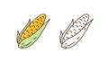 Set of fresh corn in cob colorful line art and outline monochrome style. Natural organic seasonal vegetable vector