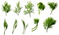 Set of fresh dill isolated on transparent background. 3d illustration.