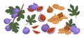 Set of fresh and dried fig fruit colored vector illustration. Realistic exotic sweet delicious with leaves isolated on
