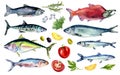 Set of fresh fish and vegetables watercolor illustration isolated on white. Sardine, tuna, salmon, herring, anchovy