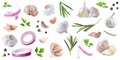 Set of fresh garlic and different seasonings on background, banner design