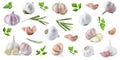 Set of fresh garlic and different seasonings on background, banner design