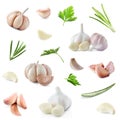 Set of fresh garlic and different seasonings on background