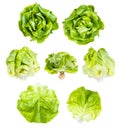 Set of fresh green butterhead lettuce isolated Royalty Free Stock Photo