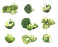 Set with fresh green cauliflowers on white background