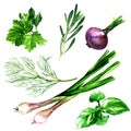 Set of fresh green leafy vegetables, fresh dill, parsley, onion, basil, rosemary, natural culinary herbs and spices