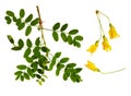 Set of fresh green leaves and yellow flowers of Siberian peashrub