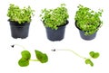 Set from fresh green mustard cress grass cutout Royalty Free Stock Photo