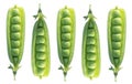 Set fresh green peas with beans isolated on white background. Sweet peas in close up isolated over white with clipping path. Royalty Free Stock Photo