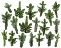 Set of fresh green pine branches isolated