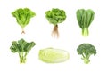 Set of fresh green vegetables isolated on white background