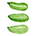 Set of fresh green zucchini. Food watercolor illustration isolated on white background. Vector