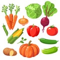 Set of fresh healthy vegetables Royalty Free Stock Photo