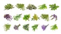 Set of fresh herbs hanging  on an isolated white Royalty Free Stock Photo