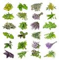 Set of fresh herbs hanging  on an isolated white Royalty Free Stock Photo
