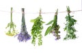 Set of fresh herbs on an isolated Royalty Free Stock Photo