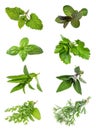 Set of fresh herbs   on an isolated white Royalty Free Stock Photo