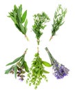 Set of fresh herbs   on an isolated white Royalty Free Stock Photo