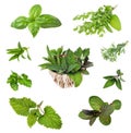 Set of fresh herbs on an isolated white Royalty Free Stock Photo