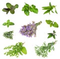 Set of fresh herbs   on an isolated white Royalty Free Stock Photo