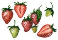 Set of fresh and juicy strawberries with red and green berries isolated on white background, hand drawn watercolor Royalty Free Stock Photo