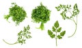 Set of fresh leaves of Chervil herb isolated