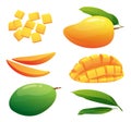 Set of fresh mango fruits whole, half and cubic slices