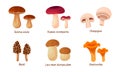Set of fresh mushroom on white background. Vector honey mushroom, white mushroom, oak, boletus, chanterelle, motley umbrella,