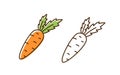 Set of fresh organic carrot in colorful and monochrome line art style. Natural vegetable with design elements isolated