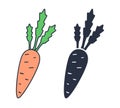 Set of fresh organic carrot in colorful and monochrome line art style. Natural vegetable with design elements isolated