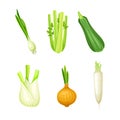 Set of fresh organic vegetables. Zucchini, onion, celery, daikon vector illustration