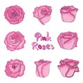 Set of fresh pink roses in hand-drawn style