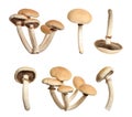 Set of fresh pioppini mushrooms on white background Royalty Free Stock Photo