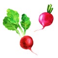 Set fresh radishes, vegetables painted with watercolors on white background.Collection of radishes with leaves.
