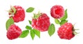 Set of fresh raspberries with green leaves on background. Banner design Royalty Free Stock Photo