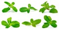 Set fresh raw mint leaves isolated on the white background Royalty Free Stock Photo