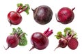 Set of Fresh red beetroot with its green leaves isolated against a white background Royalty Free Stock Photo
